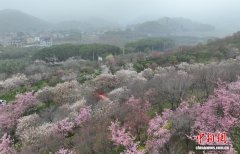 杭州郊野6万株樱花盛放 “交旅融合”助燃“春日经济”